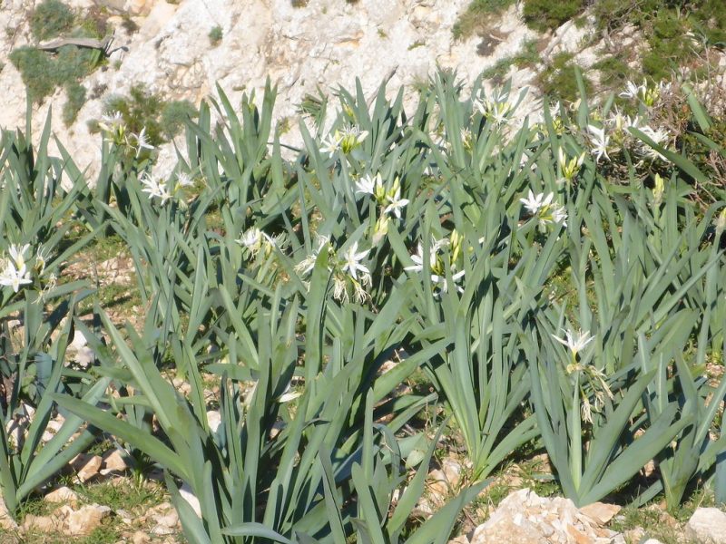 Una distesa di gigli, l'endemico Pancratium illyricum