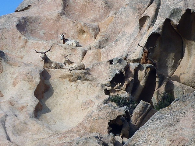 Capre nell'isola Caprera, foto Marco Marrosu