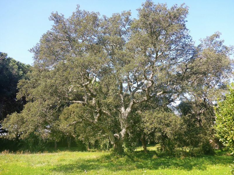 Quercus suber - foto Marco Marrosu