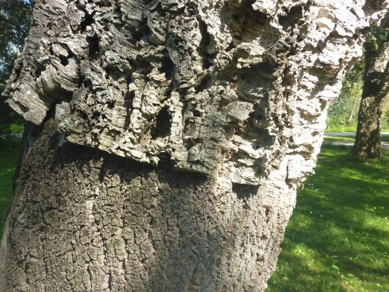 Il sughero della Quercus suber - foto Marco Marrosu