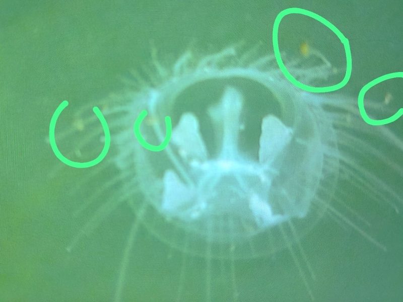 La medusa e lo zooplancton