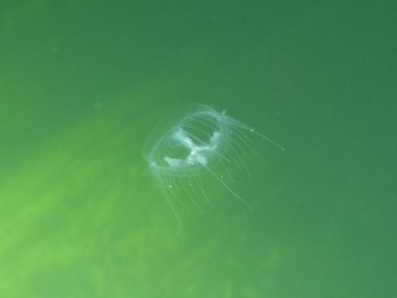La medusa di acqua dolce