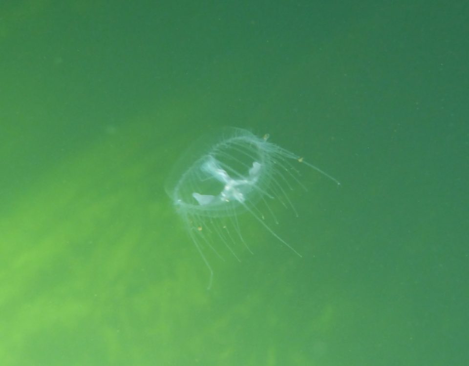 La medusa di acqua dolce